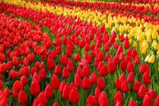 Blumen